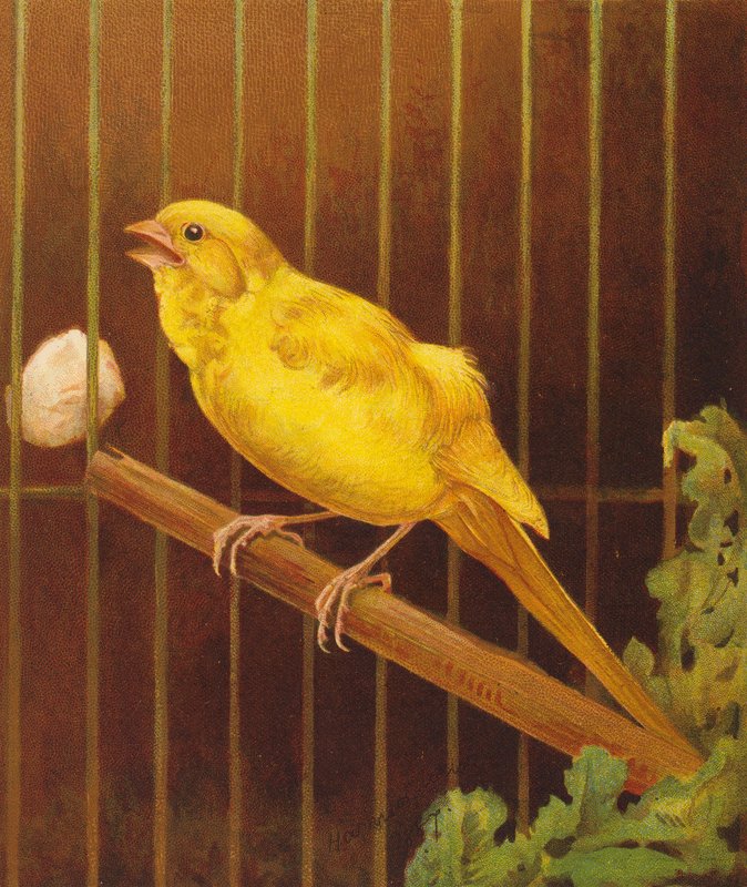 Dickie Bird (farvelitografi) af Harrison William Weir