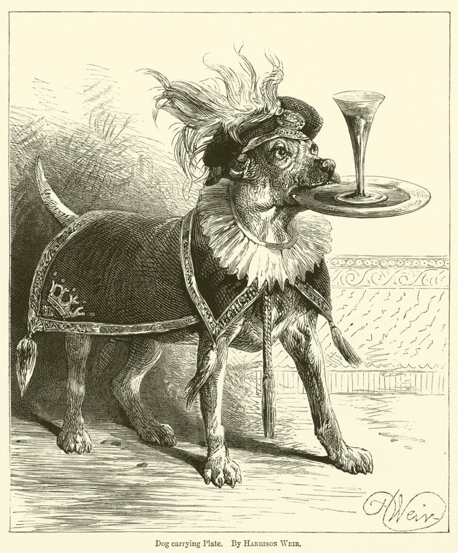 Hund, der bærer plade af Harrison William Weir