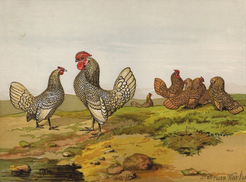 Guld- og sølvsnøret dielhøl (chromolitho) af Harrison William Weir