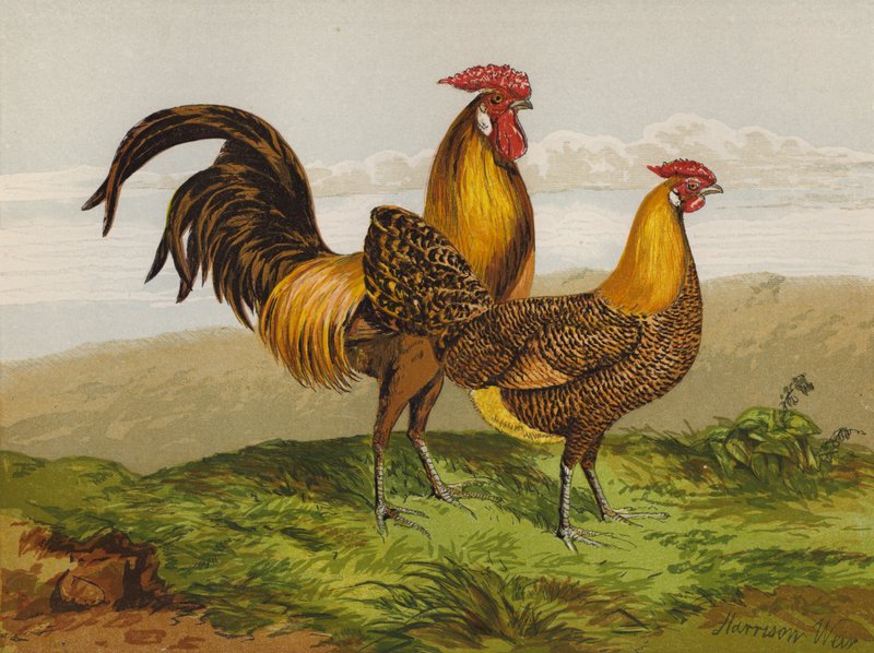 Hamborg med guldblyant (chromolitho) af Harrison William Weir
