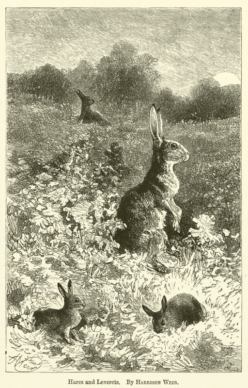 Harer og levereter af Harrison William Weir