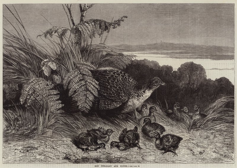 Høne Fasan og Ung af Harrison William Weir