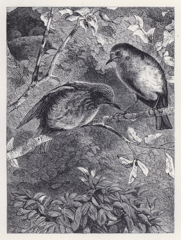 Lær at flyve (gravering) af Harrison William Weir