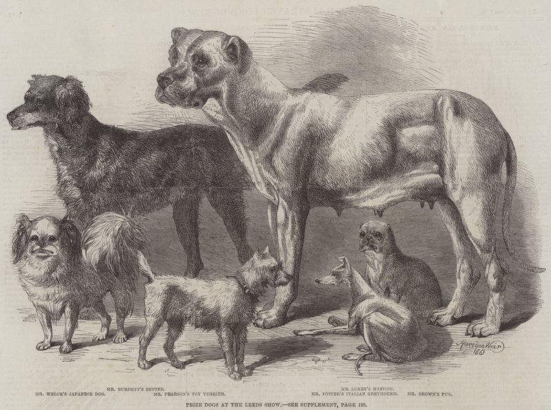 Præmiehunde ved Leeds Show af Harrison William Weir