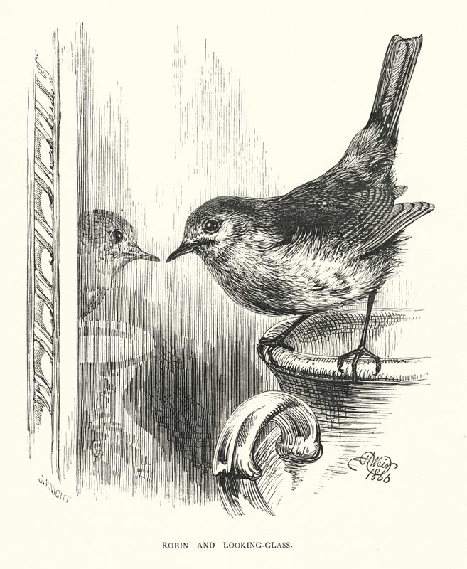 Robin og skueglas (gravering) af Harrison William Weir