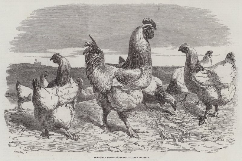Shanghae Fowls præsenteret for Hendes Majestæt af Harrison William Weir