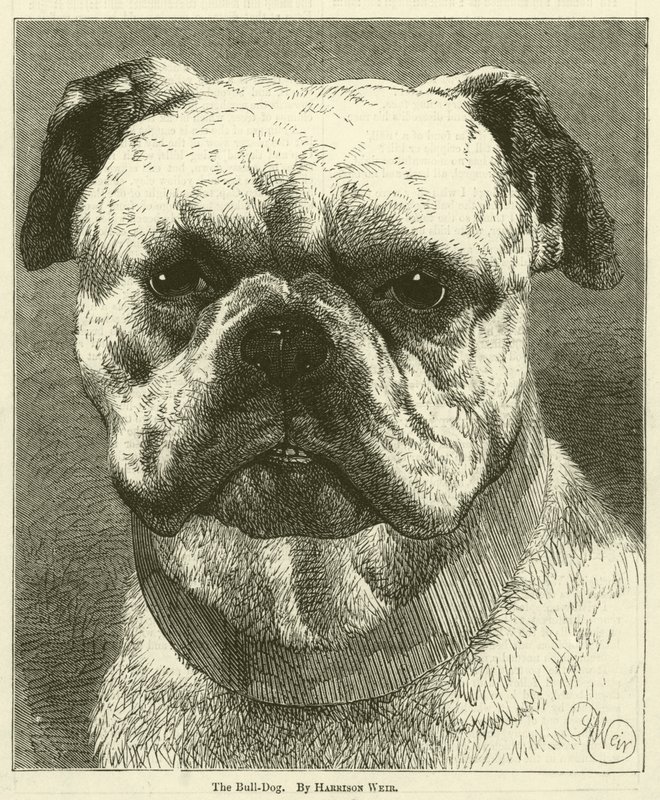 Bull-Dog af Harrison William Weir