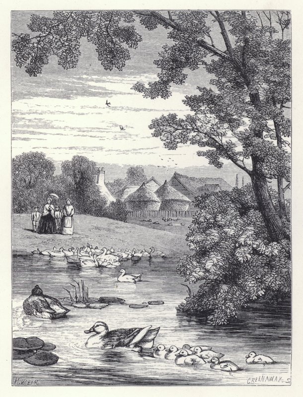 Andedammen (gravering) af Harrison William Weir