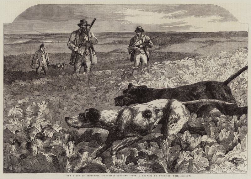 Den første september, Agerhønsskydning (gravering) af Harrison William Weir