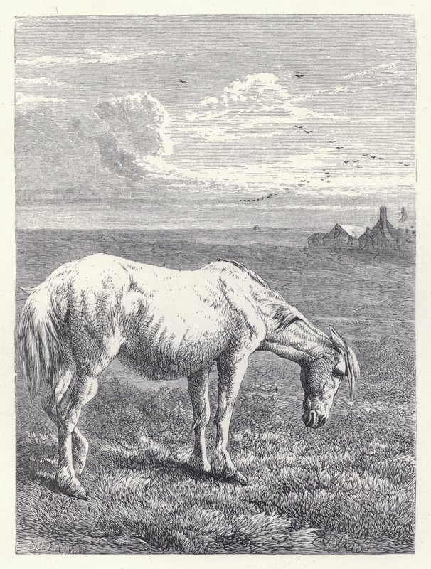Den gamle hest (gravering) af Harrison William Weir