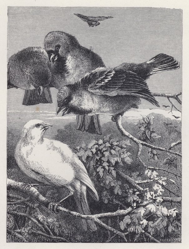 Den forfulgte kanariefugl (gravering) af Harrison William Weir