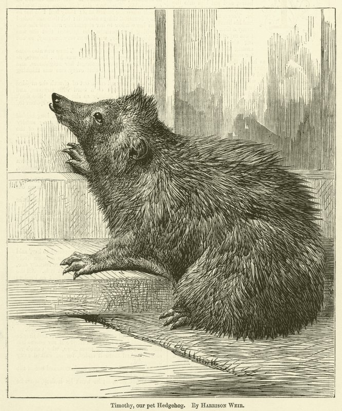 Timothy, vores kæledyr Pindsvin af Harrison William Weir