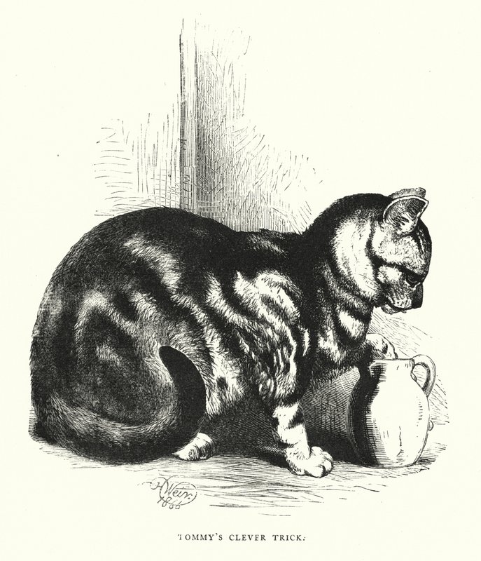 Tommys smarte trick (gravering) af Harrison William Weir