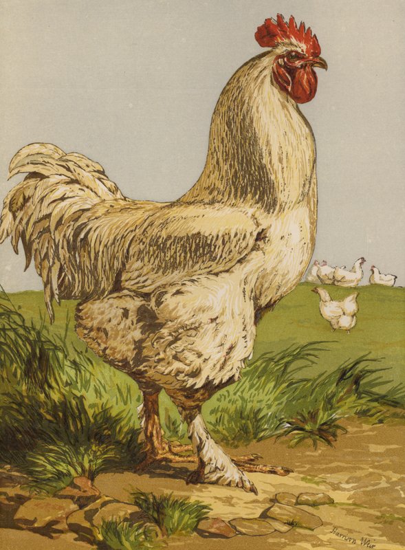 Hvid Cochin hane (chromolitho) af Harrison William Weir