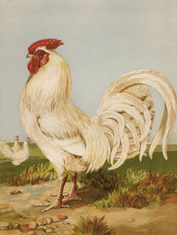Hvid Dorking (chromolitho) af Harrison William Weir
