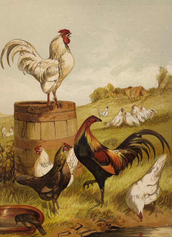 Hvide og vildtdøl (chromolitho) af Harrison William Weir