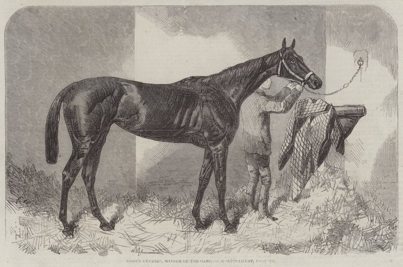 Brun hertuginde, vinder af Oaks af Harry Hall