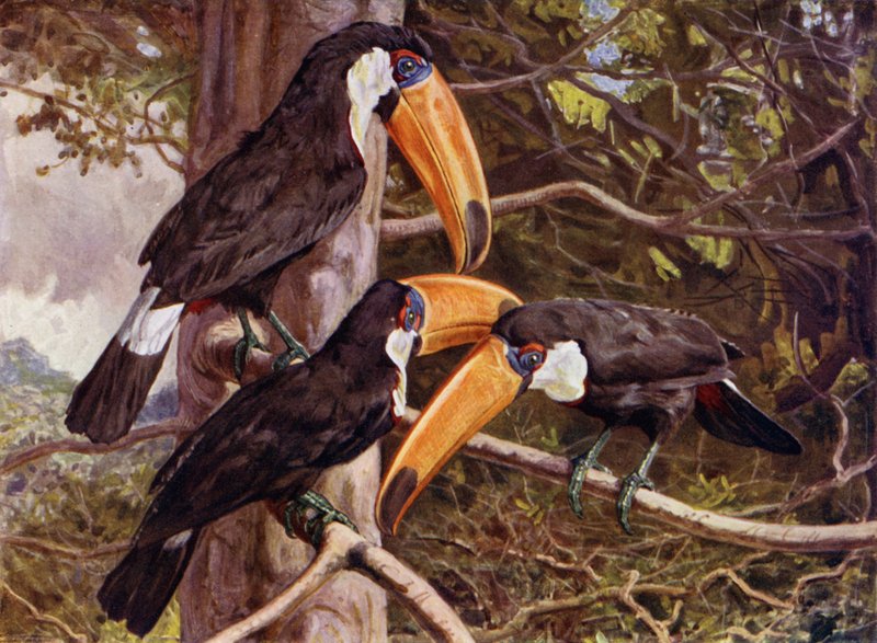 En gruppe Toco-tukaner af Harry Hamilton Johnston