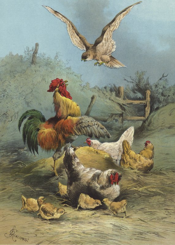 Falk i fjerkræhaven (chromolitho) af Hector Giacomelli