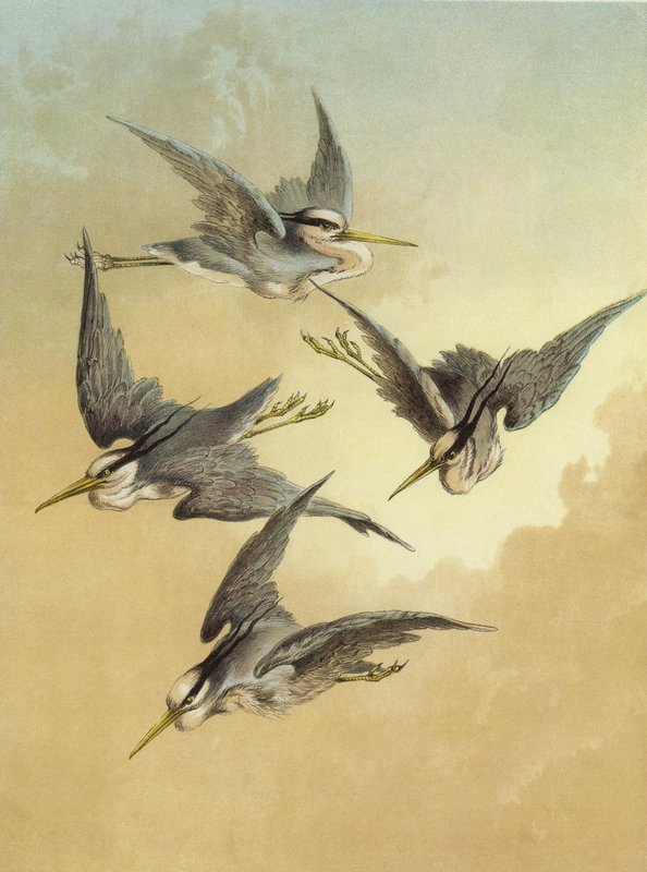 Heron (chromolitho) af Hector Giacomelli