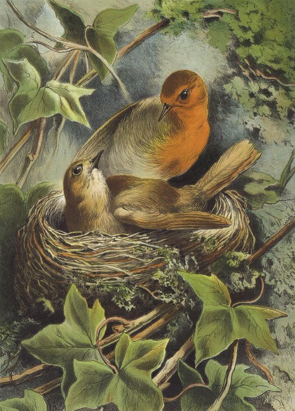 Robin og dens rede (chromolitho) af Hector Giacomelli