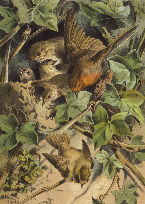 Robin, forlader reden (chromolitho) af Hector Giacomelli