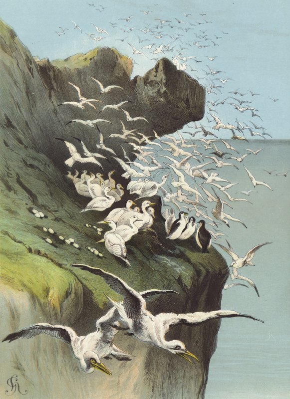 Solan gæs (chromolitho) af Hector Giacomelli