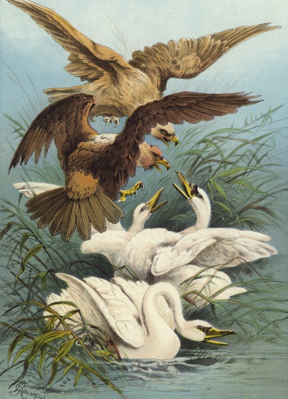 Svaner og ørne (chromolitho) af Hector Giacomelli