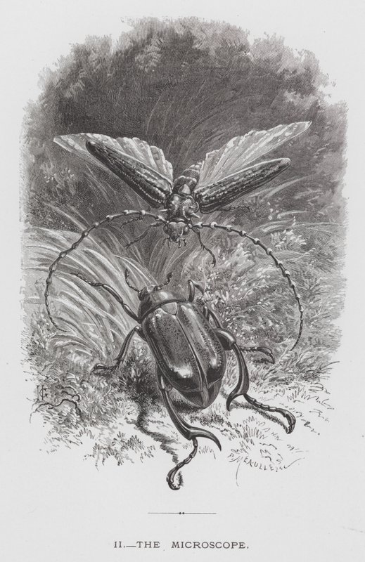 Insektet: Mikroskopet (gravering) af Hector Giacomelli