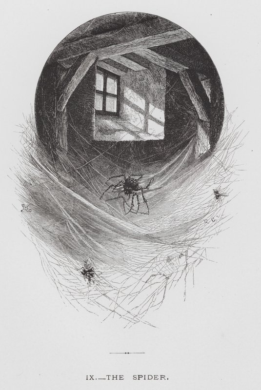 Insektet: Edderkoppen (gravering) af Hector Giacomelli