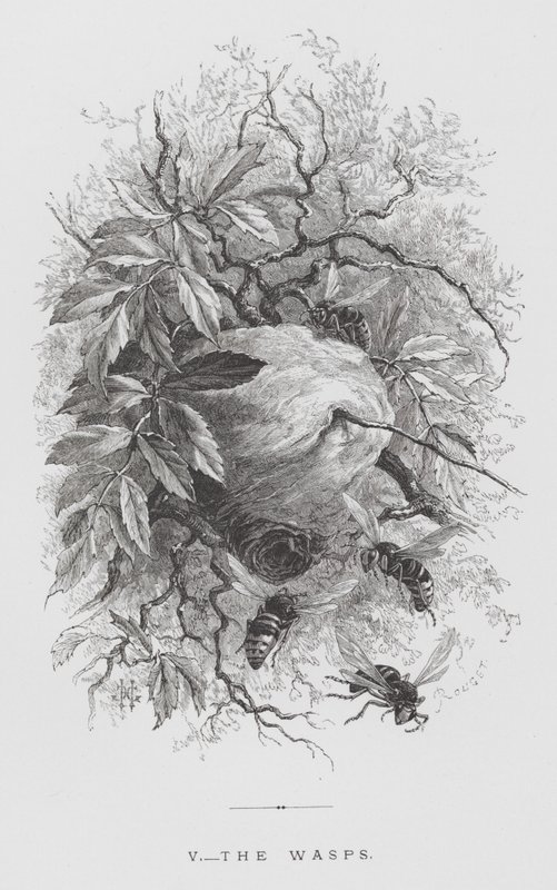 Insektet: Hvepsene (gravering) af Hector Giacomelli