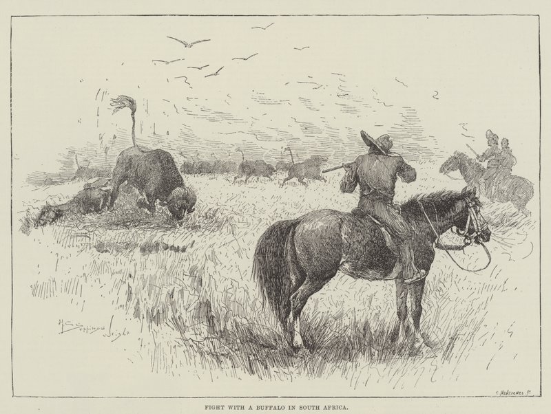 Kæmp med en bøffel i Sydafrika af Henry Charles Seppings Wright