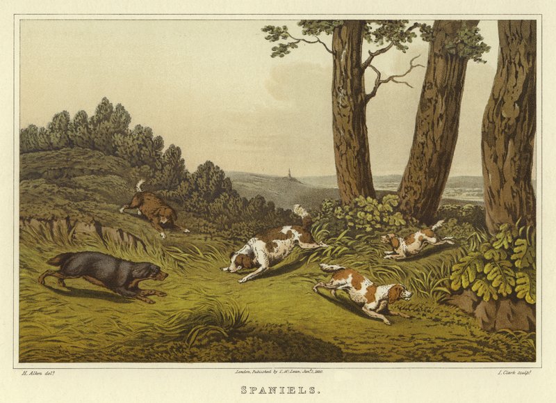 Spaniels (chromolitho) af Henry Thomas Alken