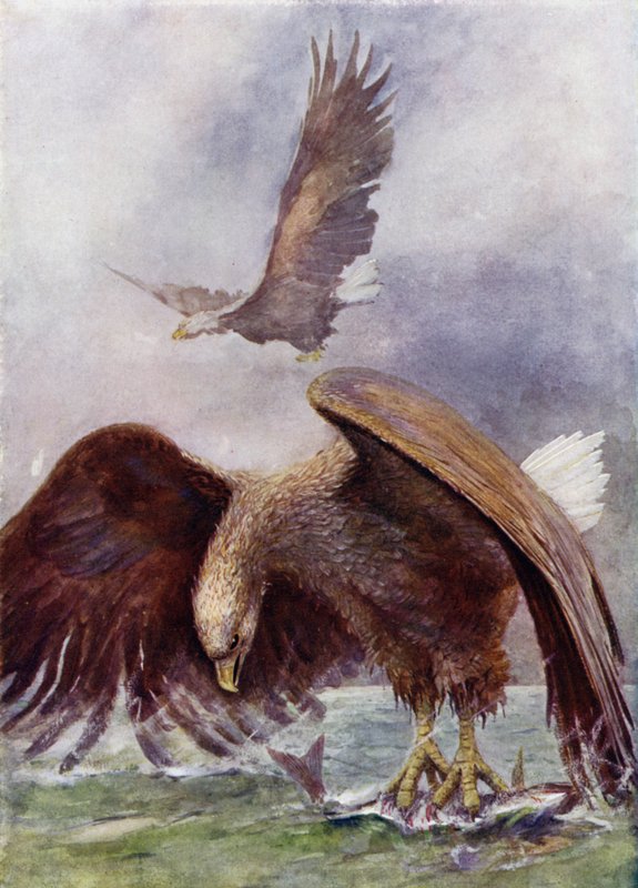 En Havørn Fiskeri af Henry Charles Seppings Wright