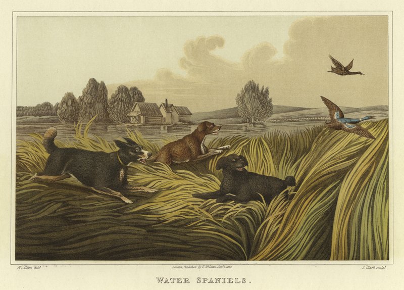 Vandspaniels (chromolitho) af Henry Thomas Alken