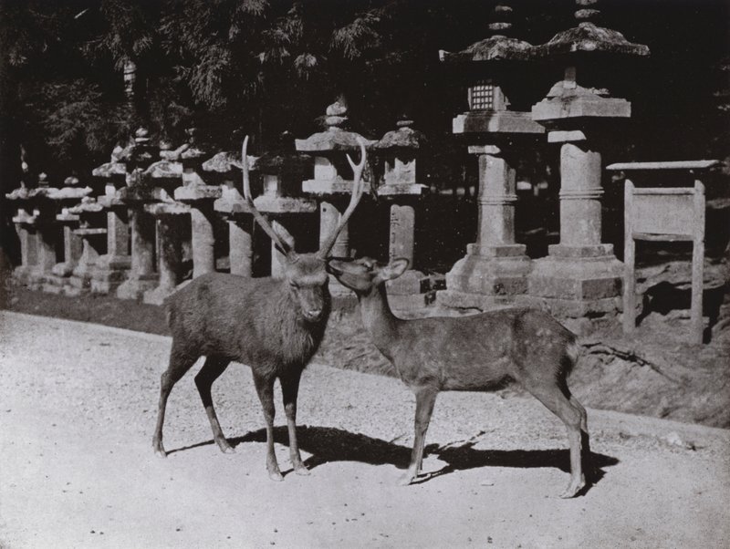 Deer, a Study at Nara (s/h foto) af Herbert Ponting
