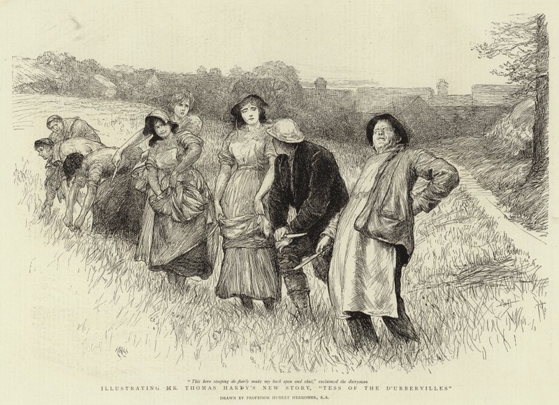 Tess of The D