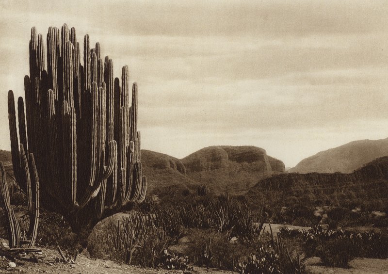 Mexico: Cuicatian, "Cereus candelabrum" (s/h-foto) af Hugo Brehme