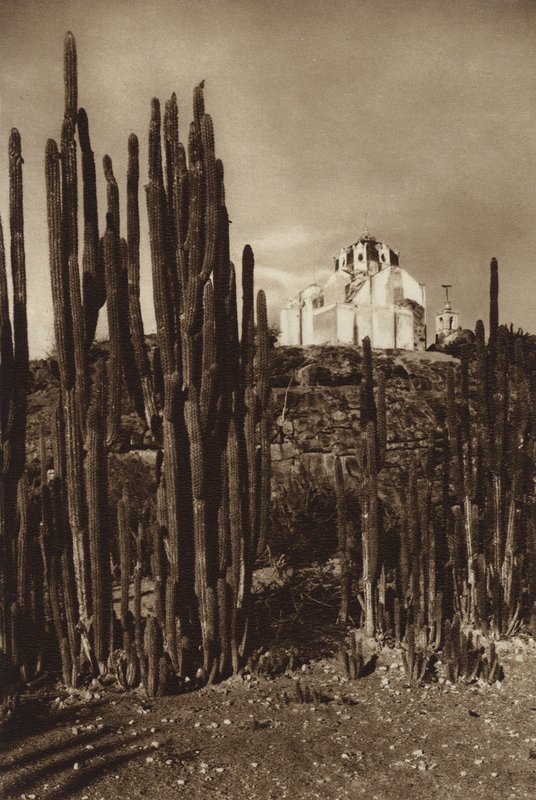 Mexico: Zapottlan, "Cereus bavosus" (s/h-foto) af Hugo Brehme