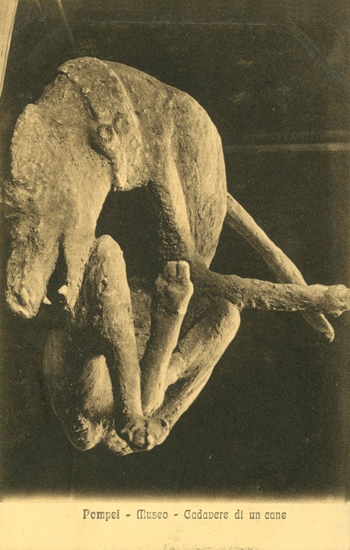 Pompeji, Museum, Kadaver af en hund af Italian Photographer