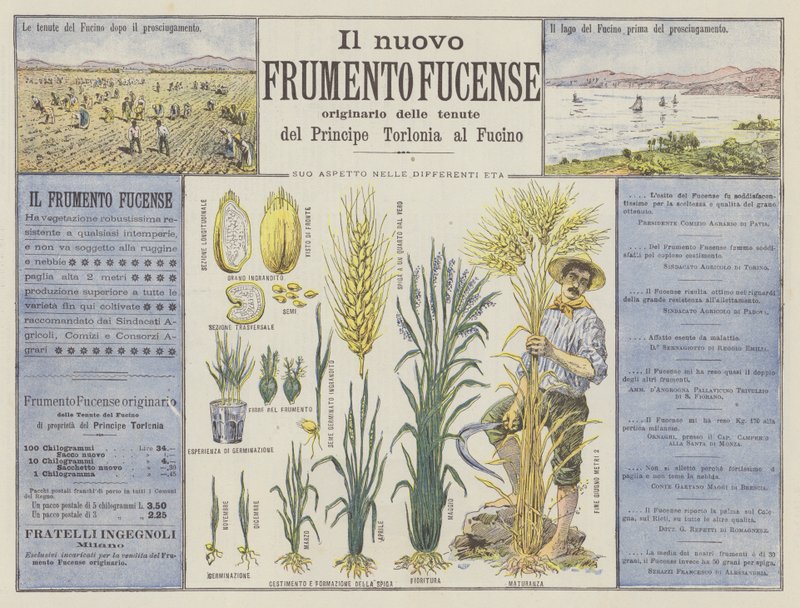 Den nye Fucense hvede (farve litho) af Italian School