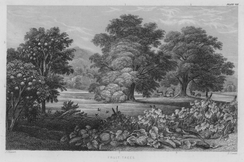 Frugttræer (farvet gravering) af J. (after) Stewart