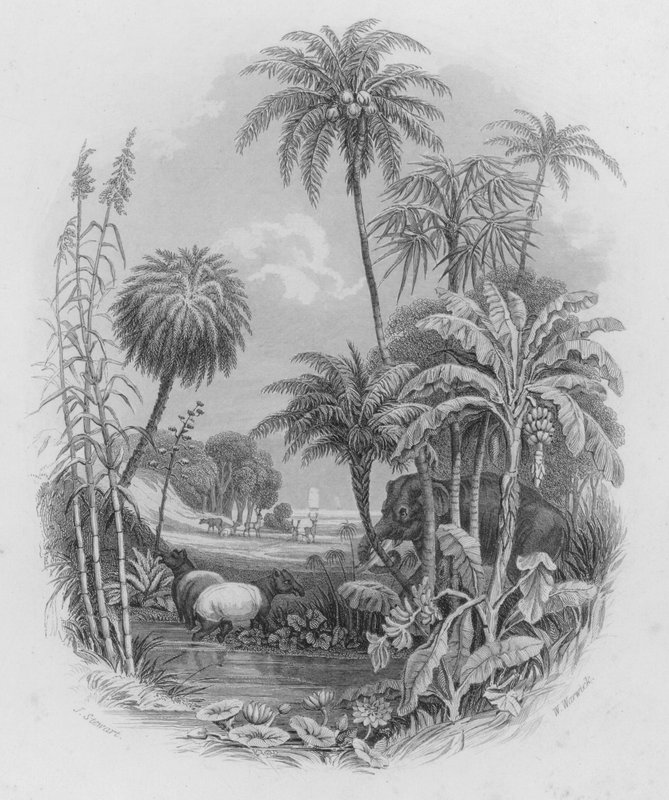 Grøntsagsriget (farvet gravering) af J. (after) Stewart