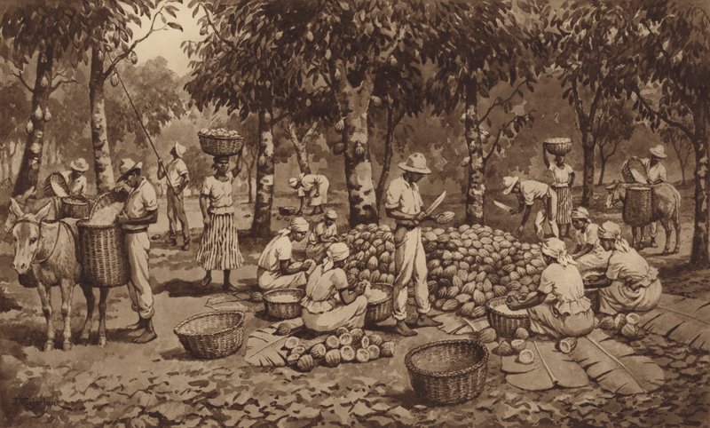 Brydende kakaobælge i Trinidad (litho) af J. Macfarlane