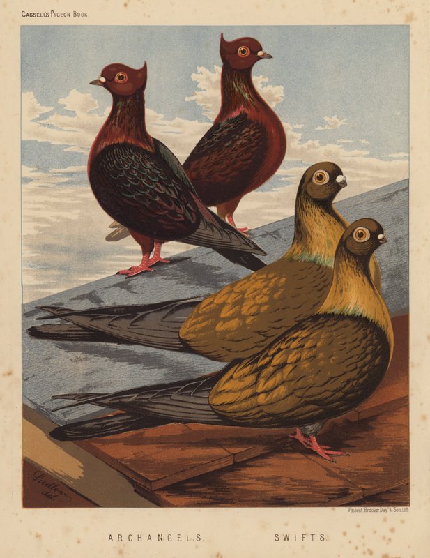 Duer: Ærkeengle; Swifts (farve litho) af J. W. (after) Ludlow