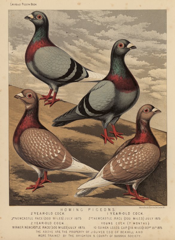 Pigeons: Homing Pigeons (farve litho) af J. W. (after) Ludlow