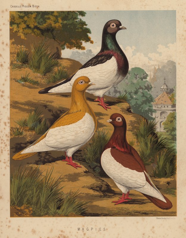 Duer: Magpies (farve litho) af J. W. (after) Ludlow