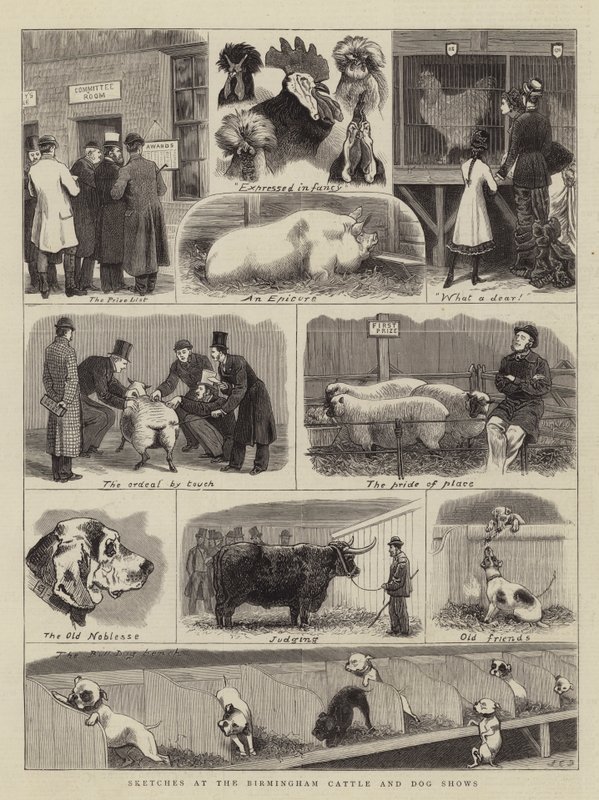 Skitser ved Birmingham Cattle and Dog Shows af John Charles Dollman