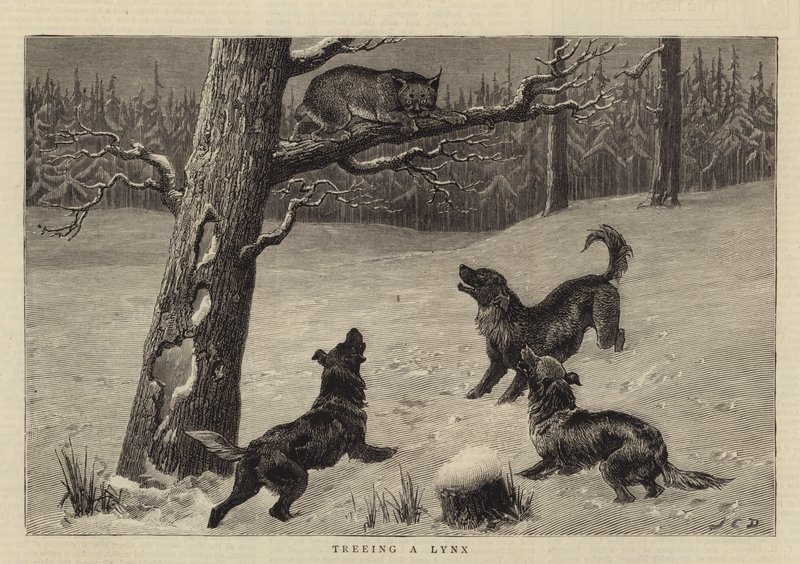 Træfældning af en lynx af John Charles Dollman