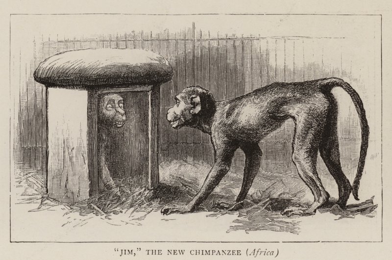 Vandring i Zoologisk Have af John Charles Dollman